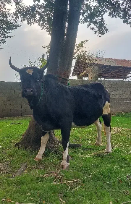 گاو چالوسی آث|حیوانات مزرعه|گوراب زرمیخ, |دیوار