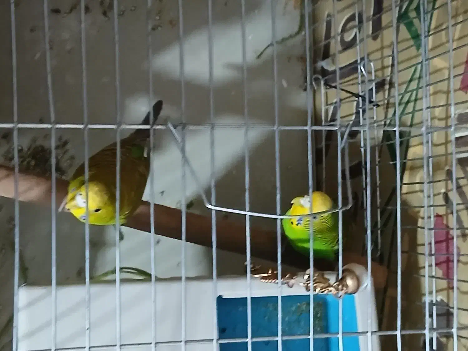 مرغ عشق زیبا|پرنده|سنندج, |دیوار