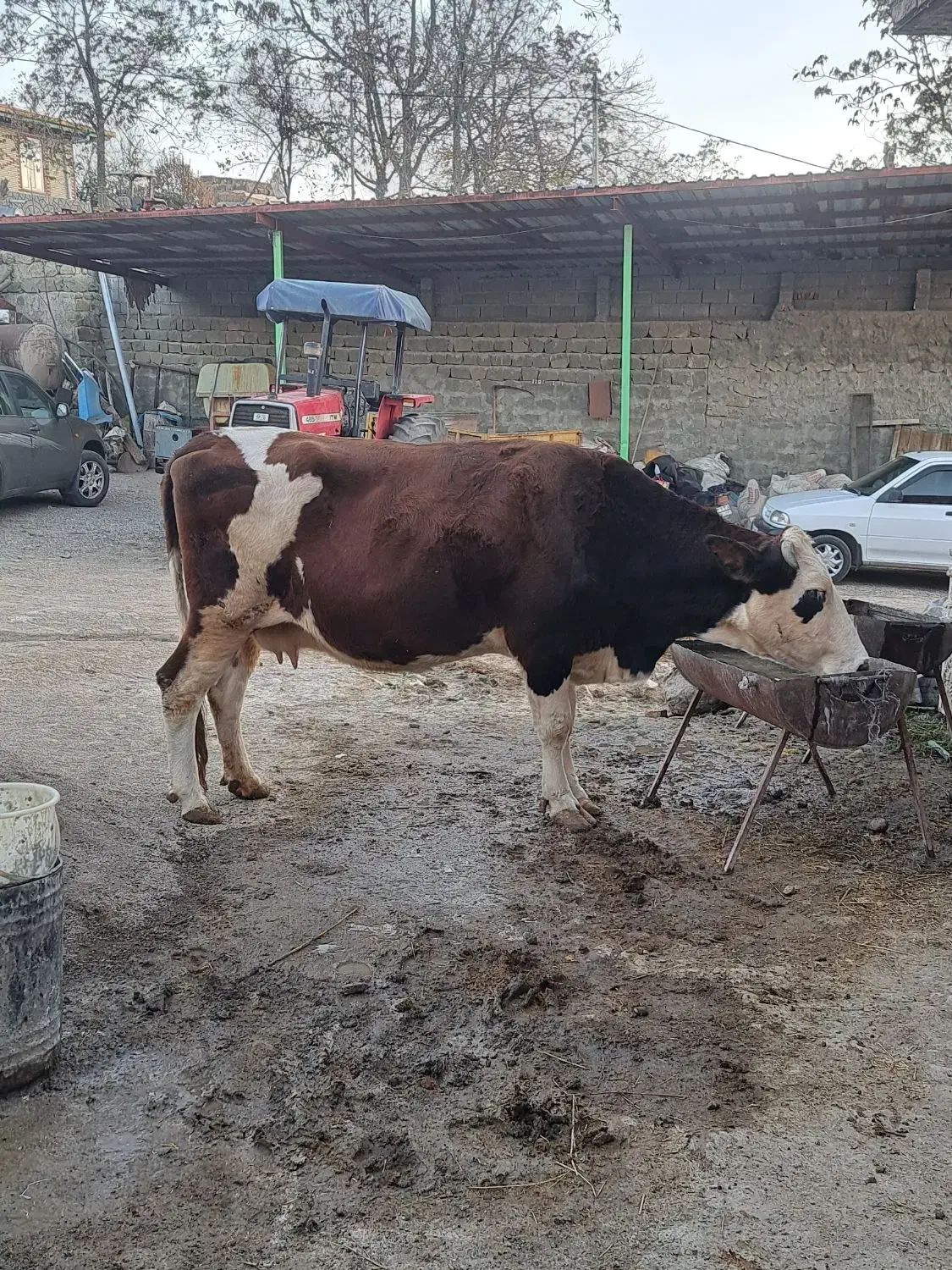 گاو ماده گوشتی|حیوانات مزرعه|آبش احمد, |دیوار