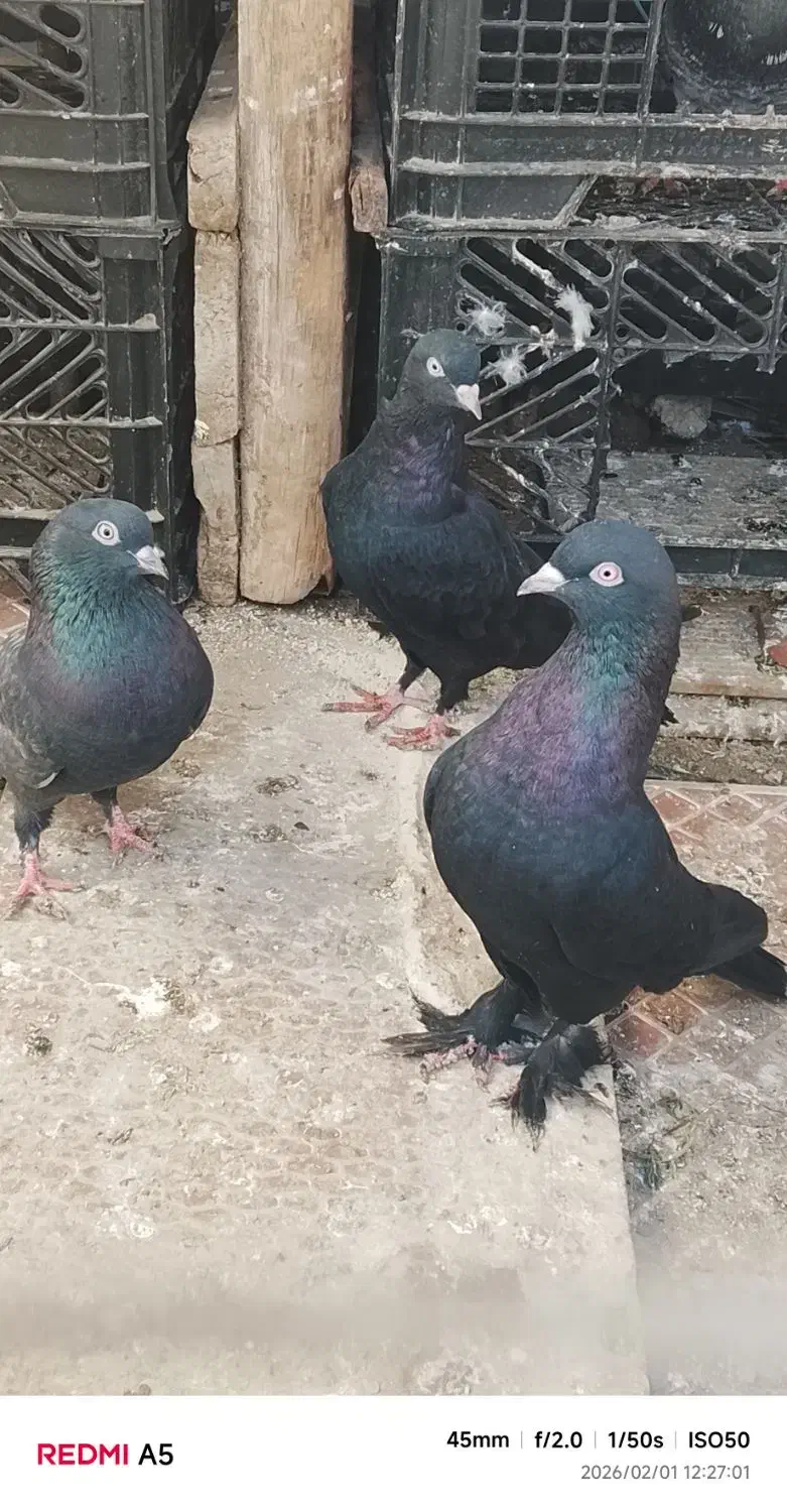 کفتر زاغ|پرنده|میناب, |دیوار