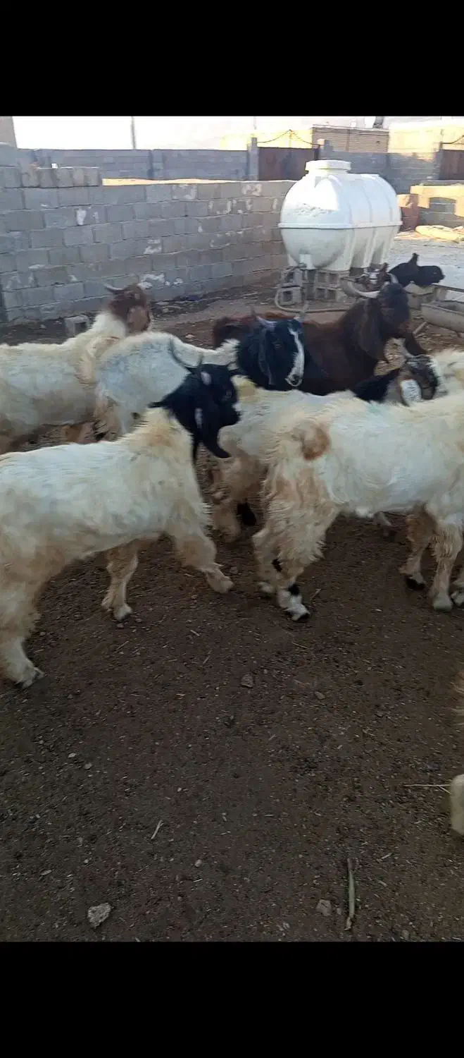 کهره نر بره بز میش قوچ|حیوانات مزرعه|کوار, |دیوار