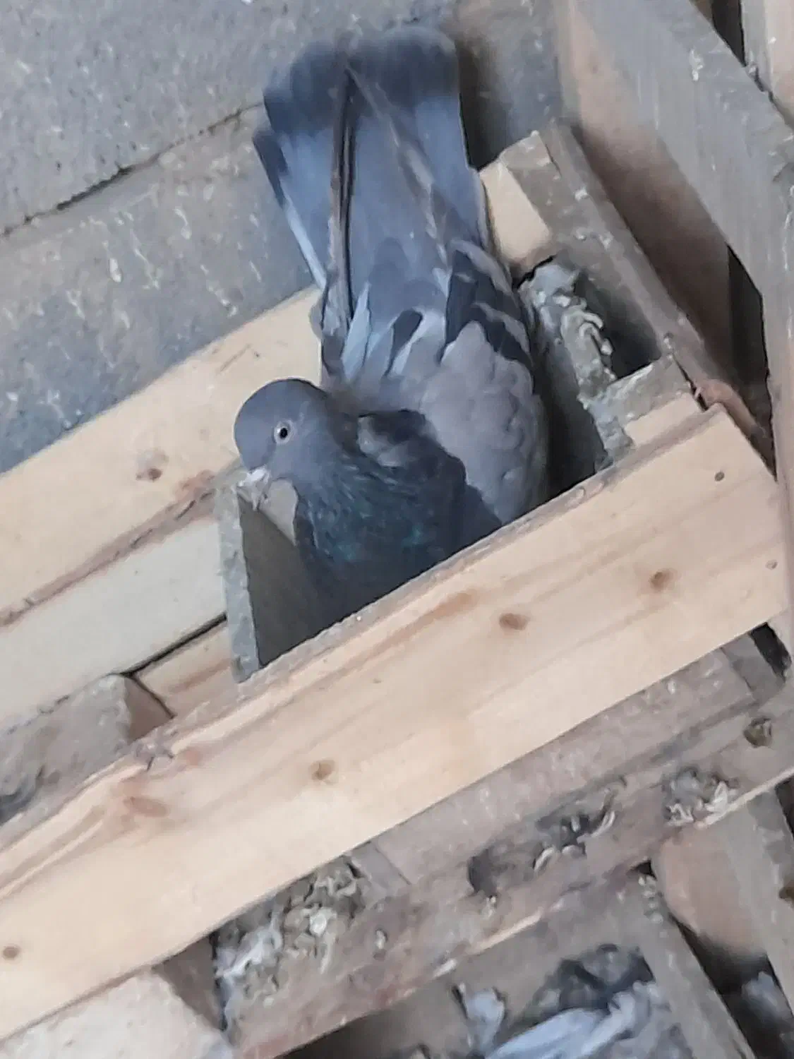 کبوتر دولا|پرنده|بروجن, |دیوار