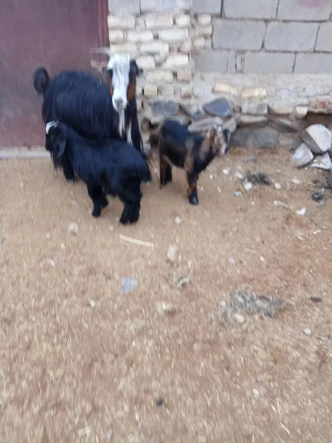 یک عدد بز دوقلو زا بادو کهره نر فروشی|حیوانات مزرعه|خرامه, |دیوار