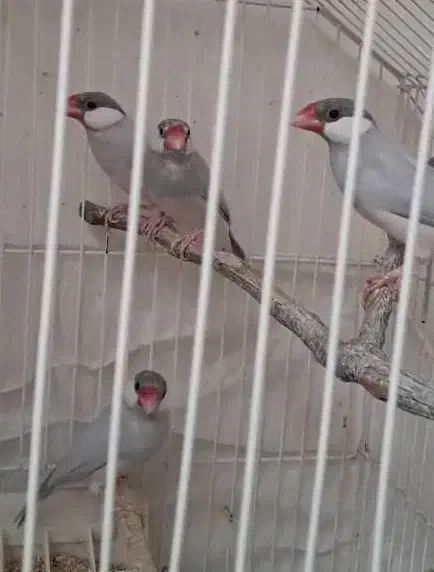فنچ نرگسی ۲ جفت|پرنده|تهران, چوب تراش|دیوار