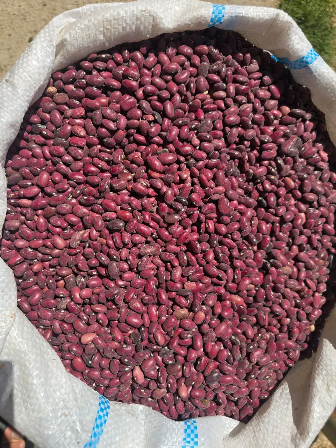 لوبیا قرمز محلی بشرط|خوردنی و آشامیدنی|شیراز, قدوسی شرقی|دیوار