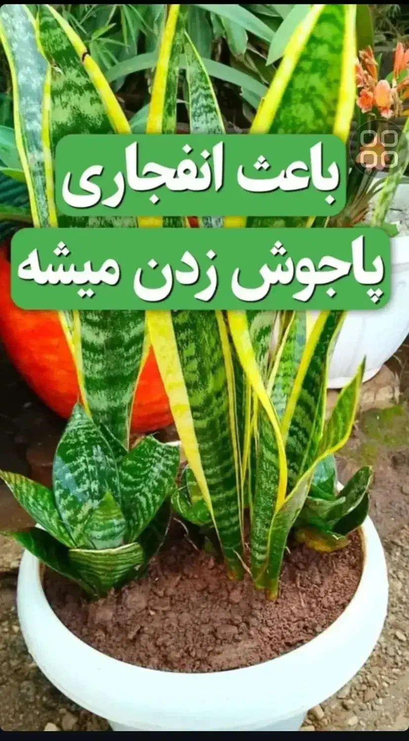 قرص کود ارگانیک رشد سریع گیاه پک کامل ۱۲۰ عددی|گل و گیاه طبیعی|اردبیل, |دیوار