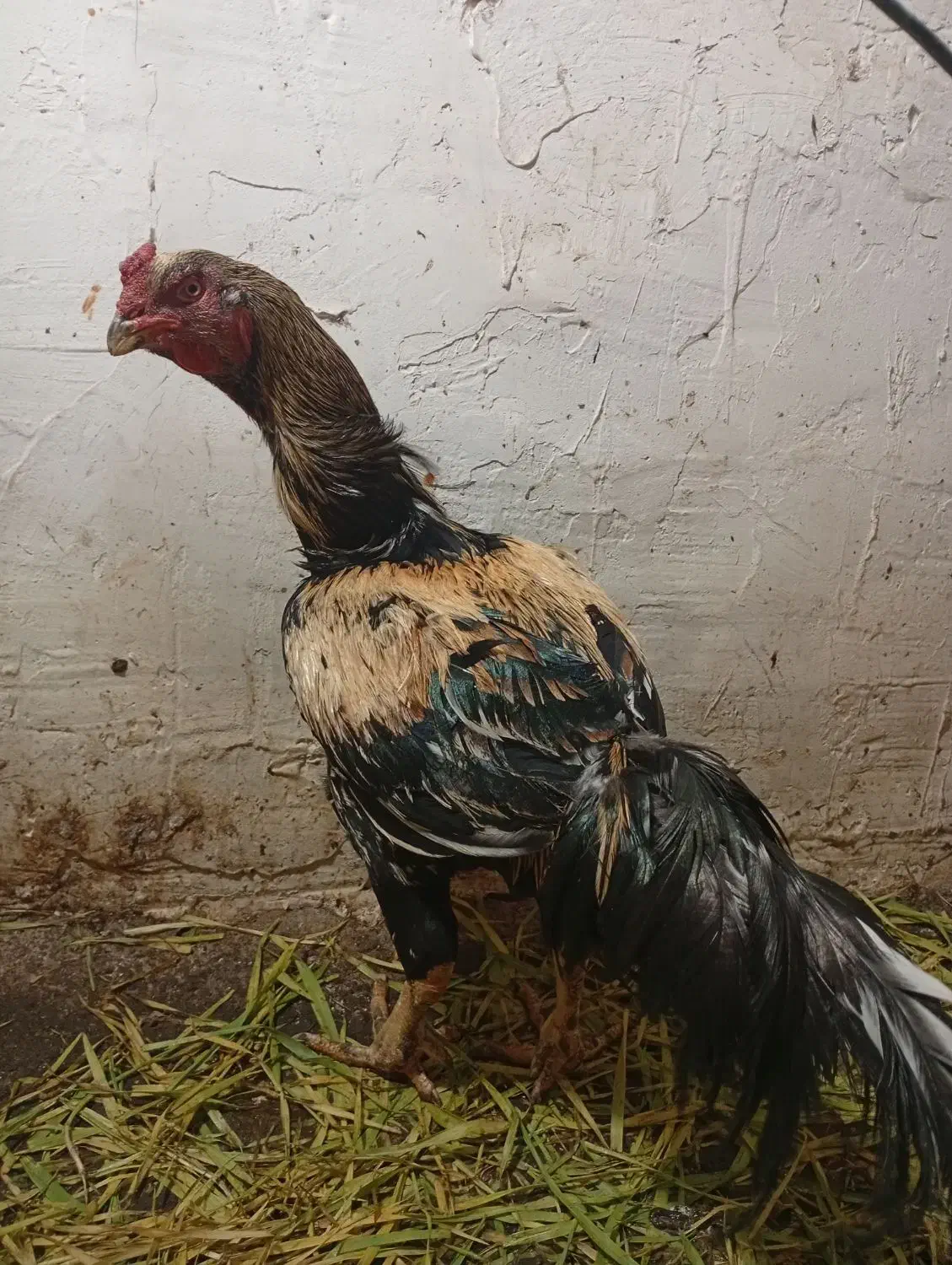 خروس لاری|حیوانات مزرعه|مینودشت, |دیوار