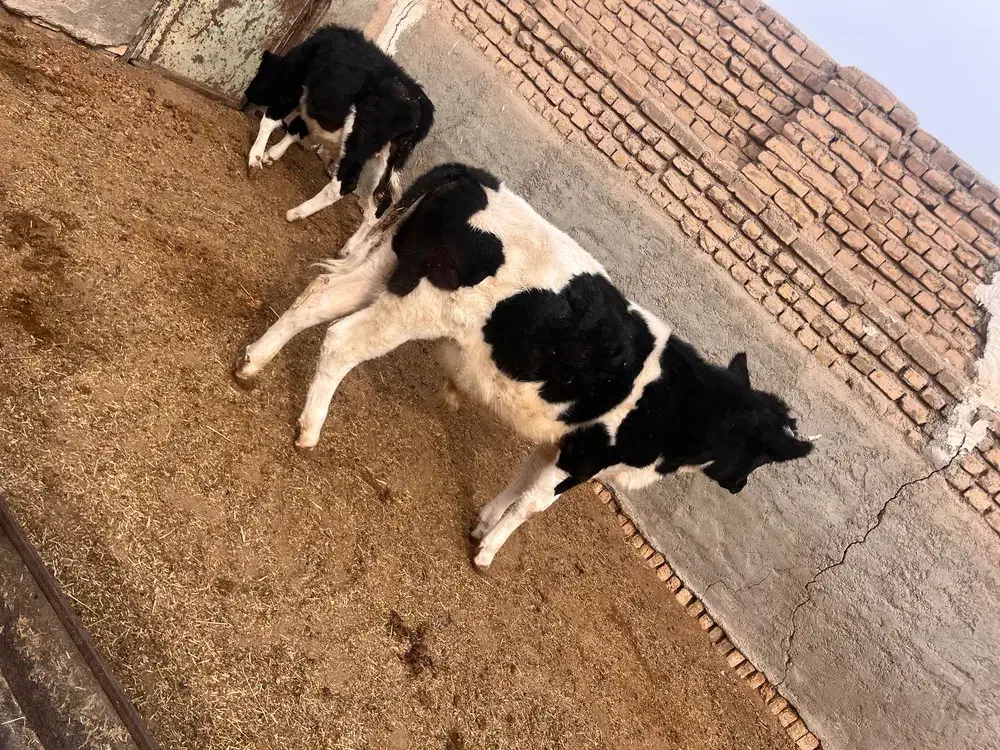 گوساله خالص لاغر|حیوانات مزرعه|جوادآباد, |دیوار