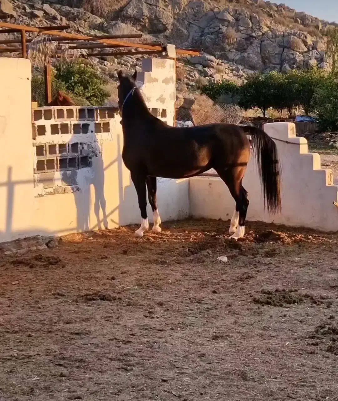 مادیون عرب|اسب و تجهیزات اسب‌سواری|نورآباد ممسنی, |دیوار