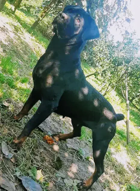 سگ روتوایلر|سگ|فردیس, قریشی|دیوار