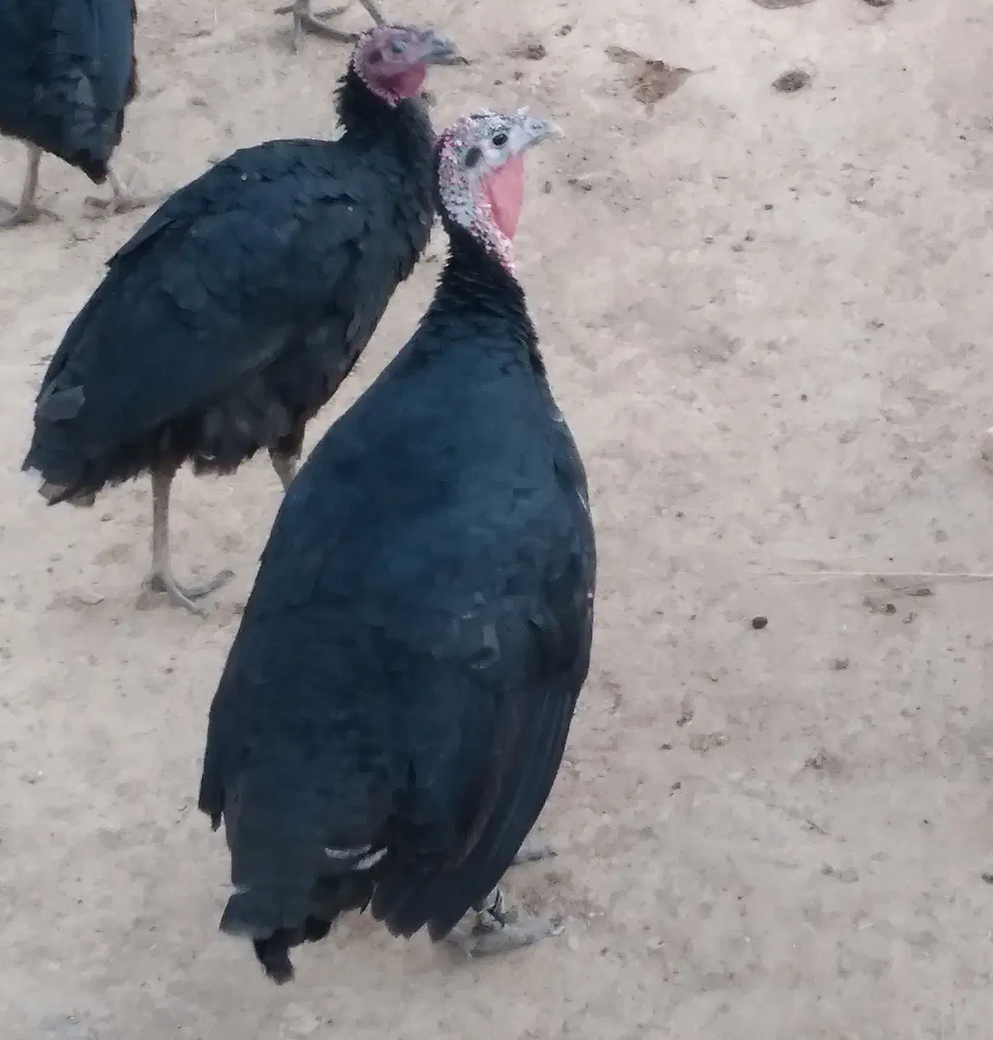 فروش بوقلمون ۶ماهه هم ماده هم نر|حیوانات مزرعه|منج, |دیوار