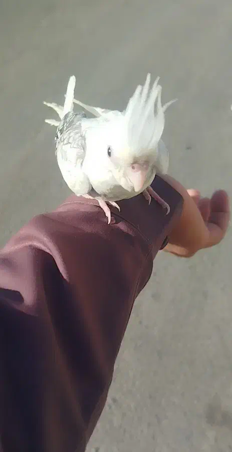 عروس هلندی گم شده|حیوانات|چابهار, |دیوار