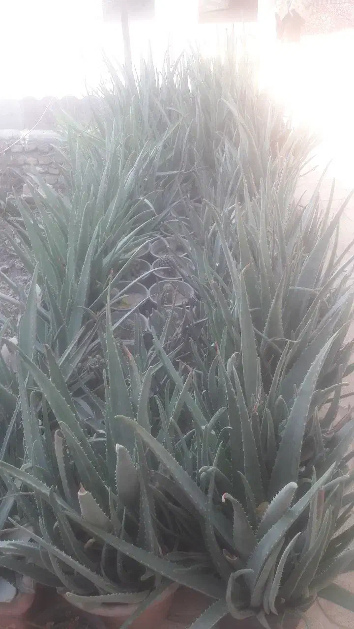 آلورا|گل و گیاه طبیعی|گرمسار, |دیوار