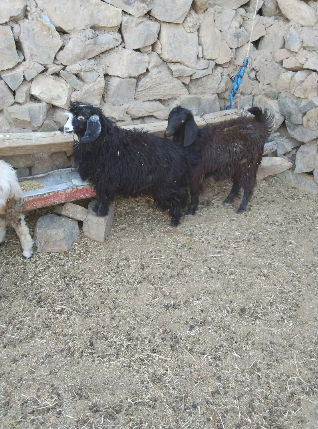 دو تا بزغاله ماده|حیوانات مزرعه|قهستان, |دیوار