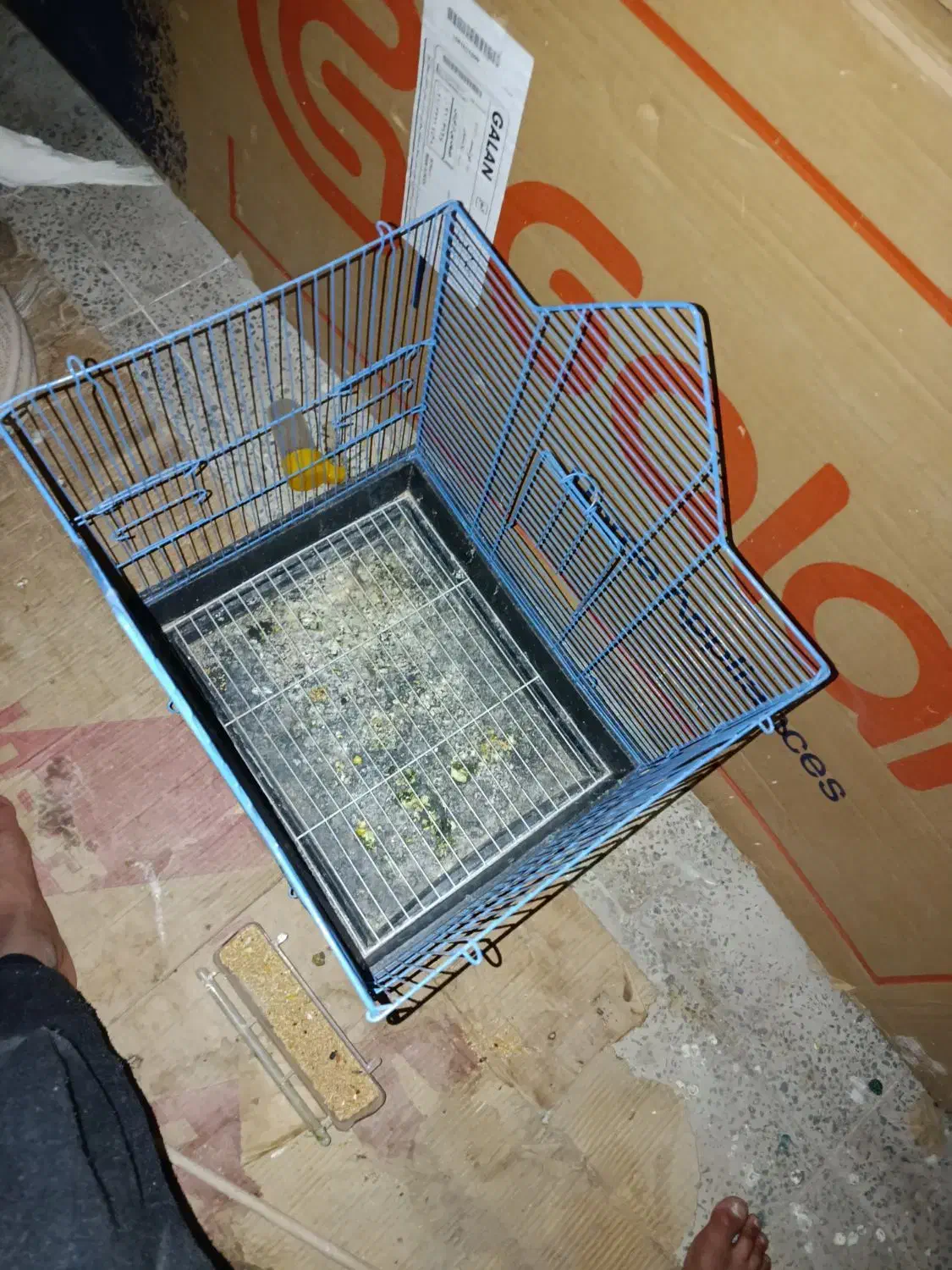 طوطی|پرنده|شهرکرد, |دیوار