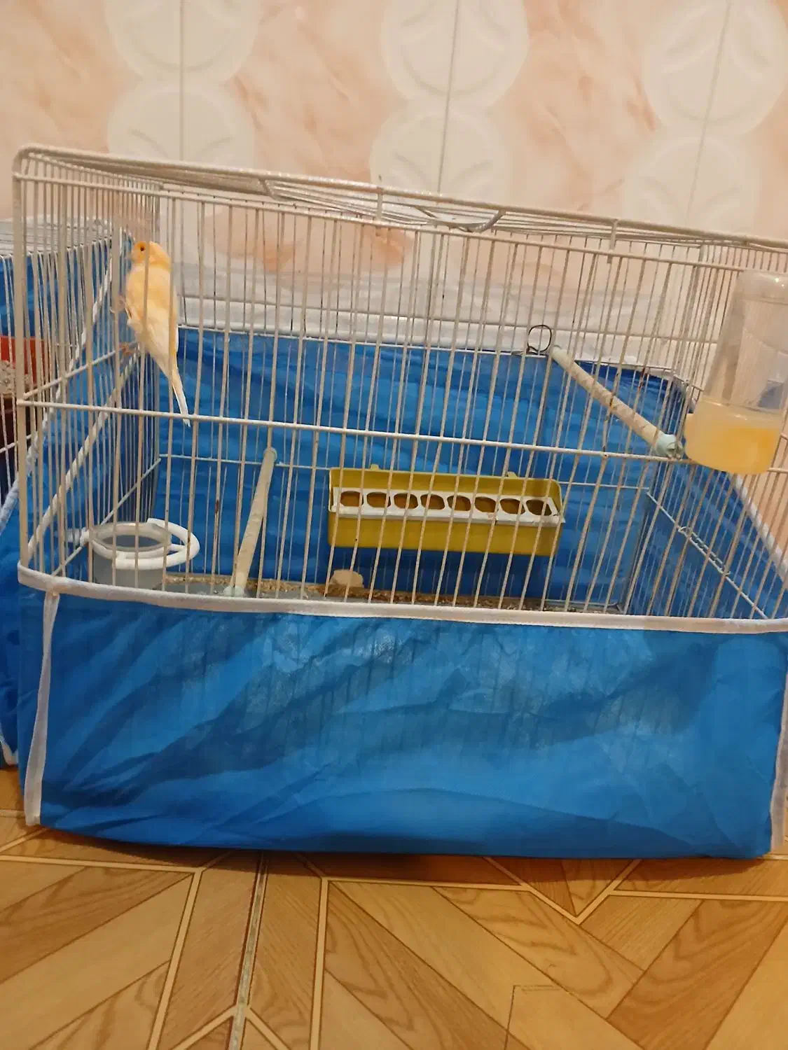 قناری نرماده|پرنده|چاروسا, |دیوار