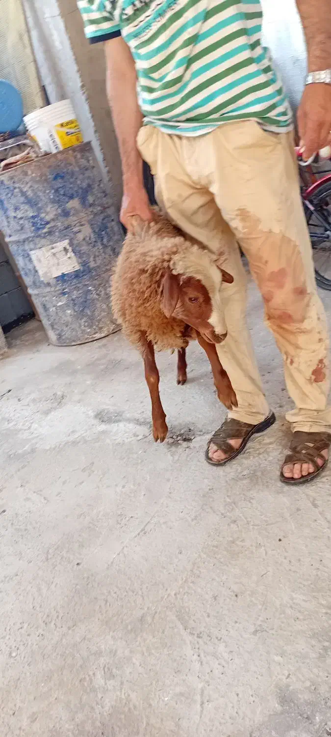 قصابی در محل|خدمات پیشه و مهارت|رشت, حومه رشت|دیوار