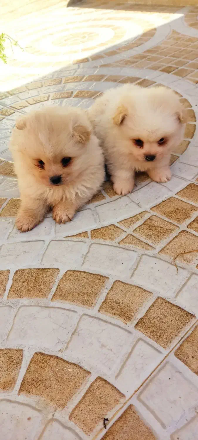 پامر خرسی عروسکی|سگ|رشت, گلسار|دیوار