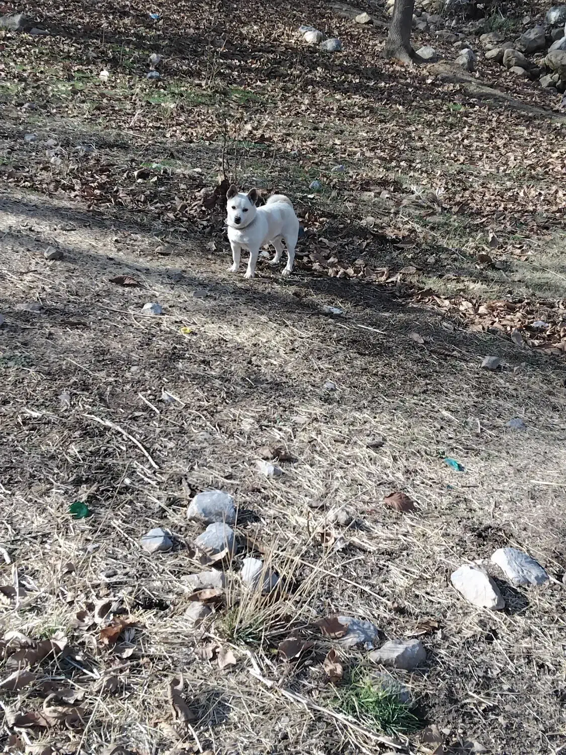 واگذاری سگ پاکوتاه|سگ|کرمانشاه, |دیوار