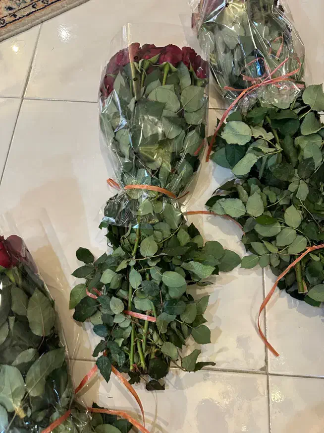 رز هلندی|گل و گیاه طبیعی|کرج, اصفهانی‌ها|دیوار