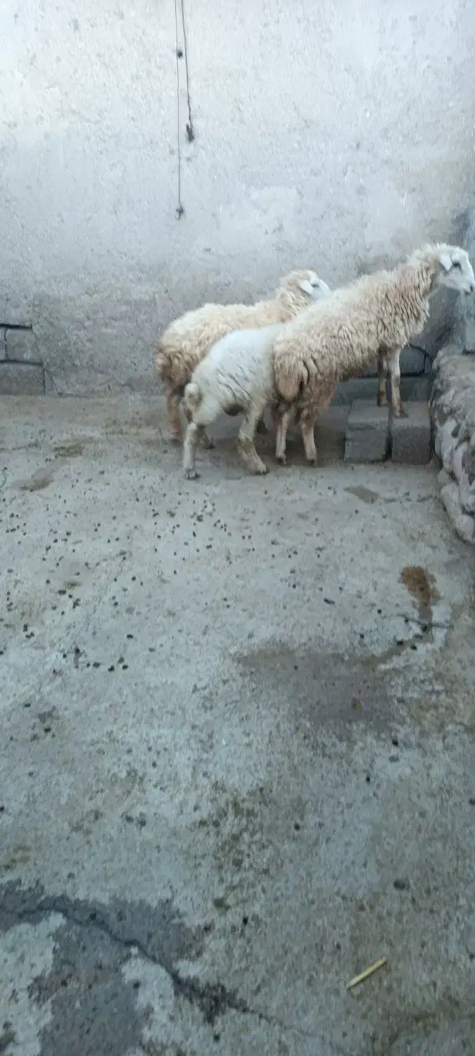 بره|حیوانات مزرعه|بندرعباس, |دیوار