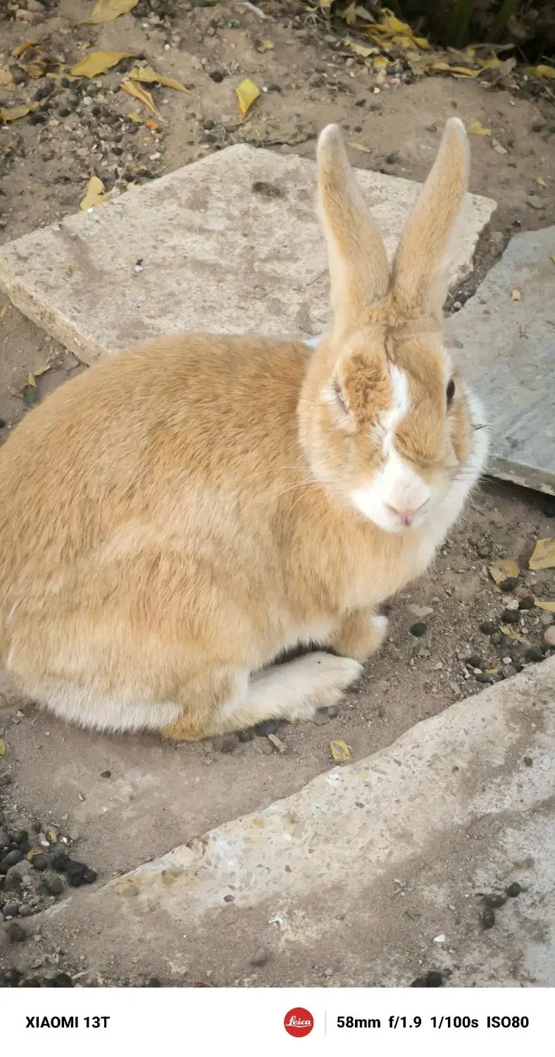 خرگوش ماده|موش و خرگوش|کرمان, |دیوار