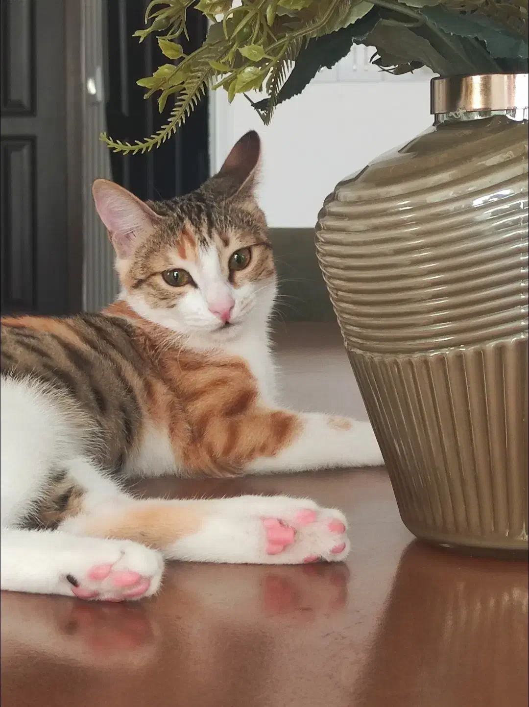 گربه گم شده (موکا)|گربه|رشت, معلم|دیوار