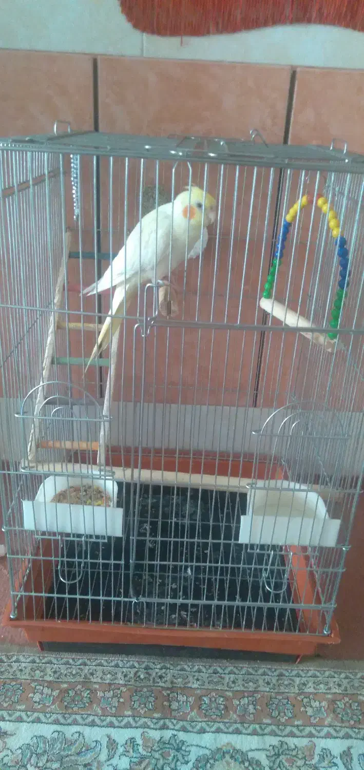 عروس‌هلندی|پرنده|الیگودرز, |دیوار