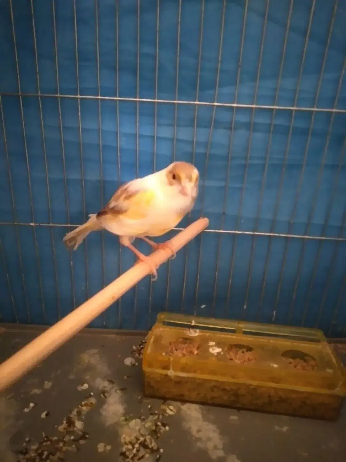 قناری|پرنده|بهار, |دیوار