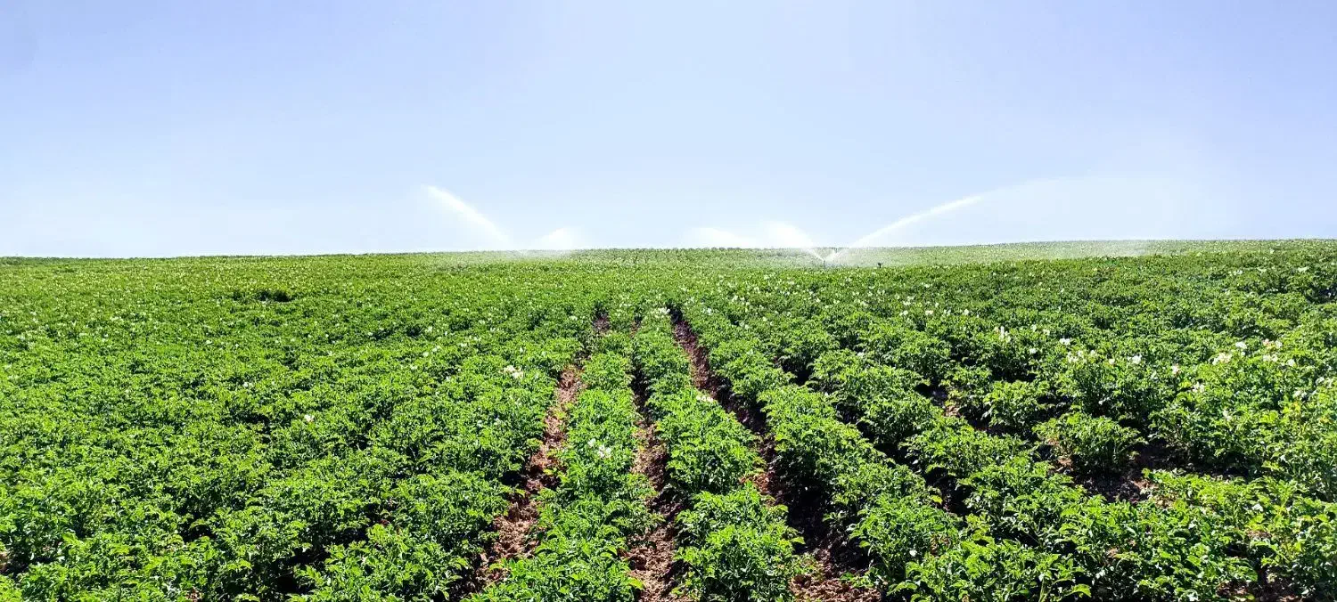 زمین کشاورزی آبی دیواندره سیستم آبیاری بارانی|فروش دفتر صنعتی، کشاورزی، تجاری|دیواندره, |دیوار