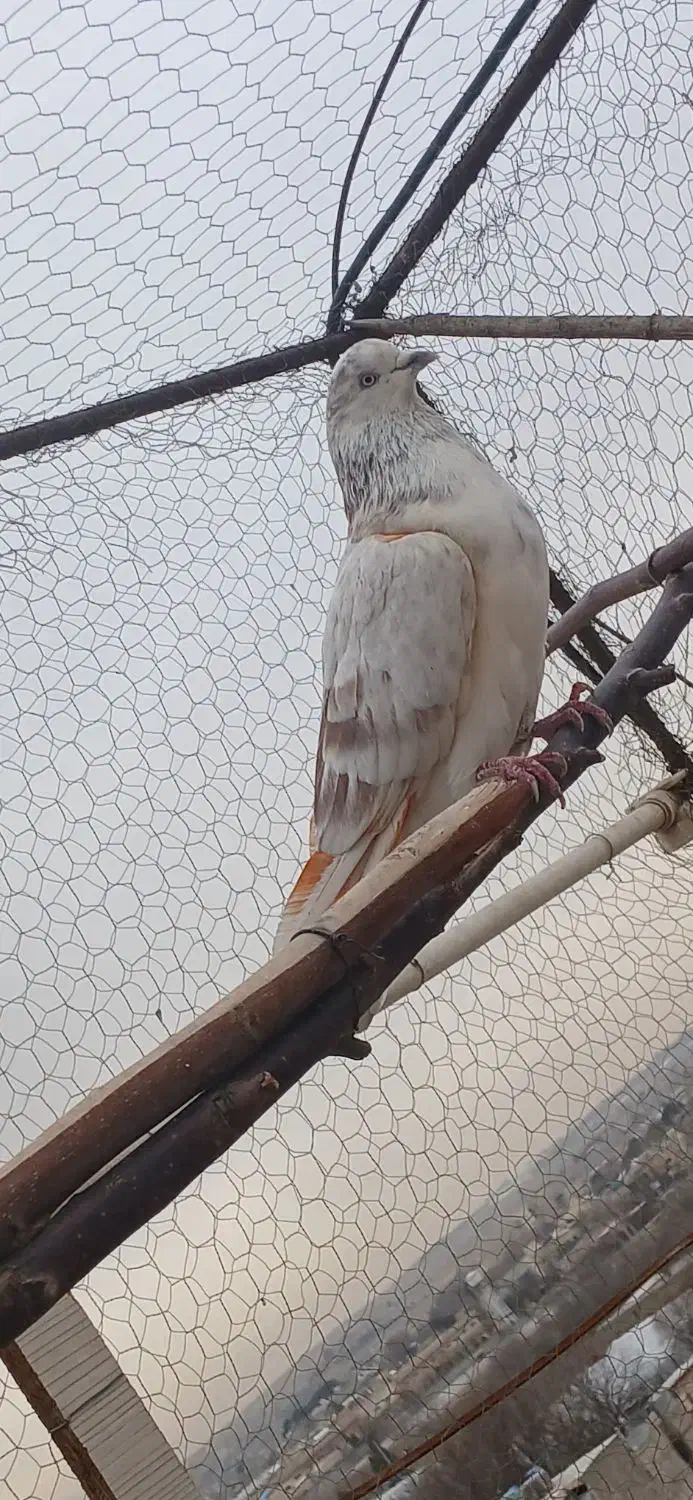 کفتر پرشی|پرنده|محمدشهر, محمدشهر|دیوار