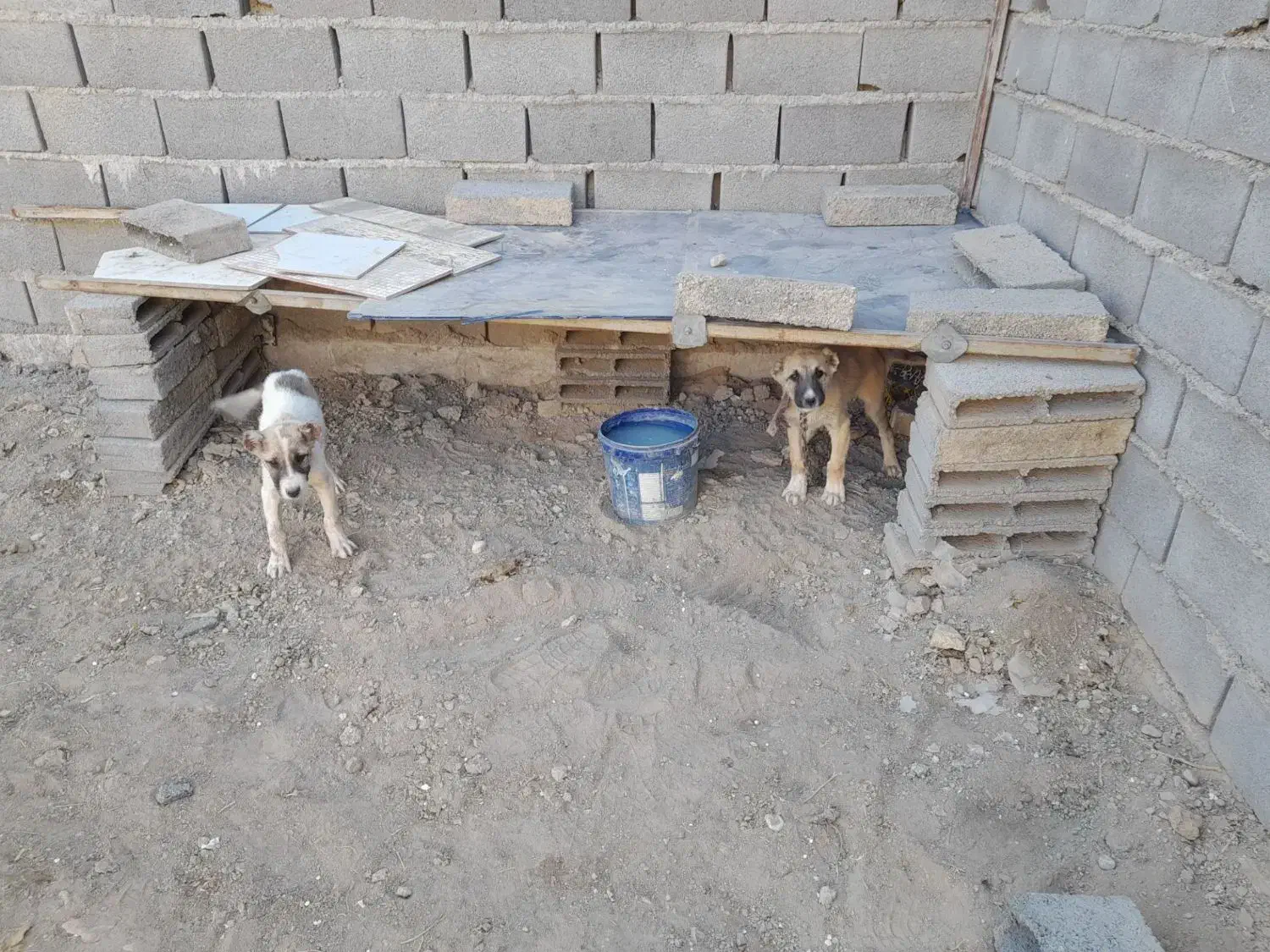 ۲ تا توله خراسانی درجه ۱|سگ|شیروان (خراسان), |دیوار