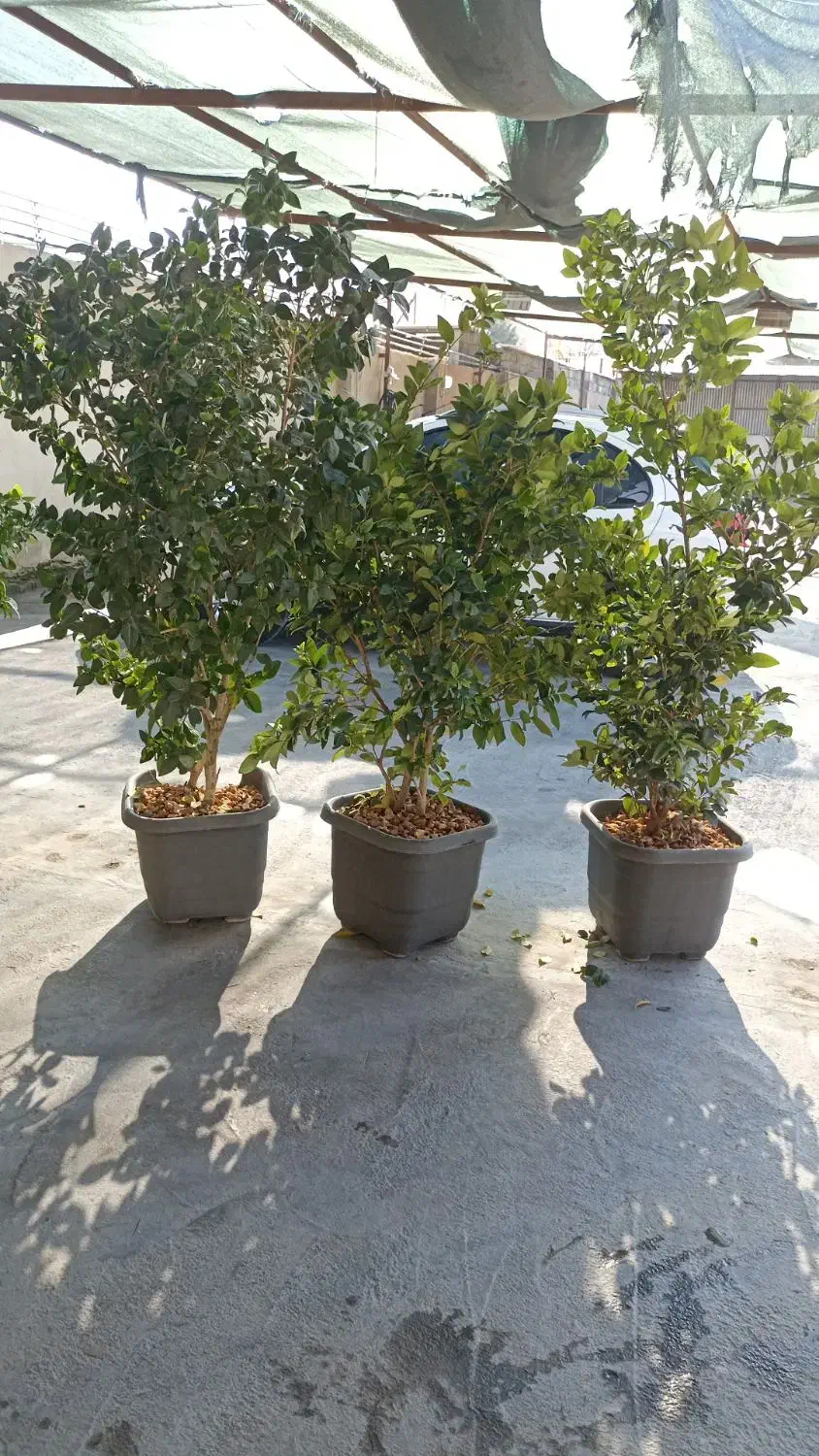 یاس هلندی|گل و گیاه طبیعی|گرگان, |دیوار