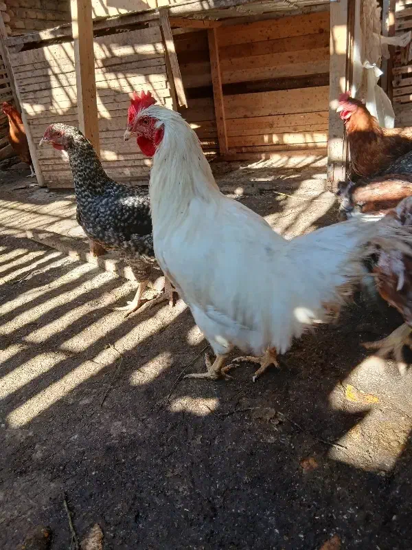 فروش مرغ و خروس|حیوانات مزرعه|گمیشان, |دیوار