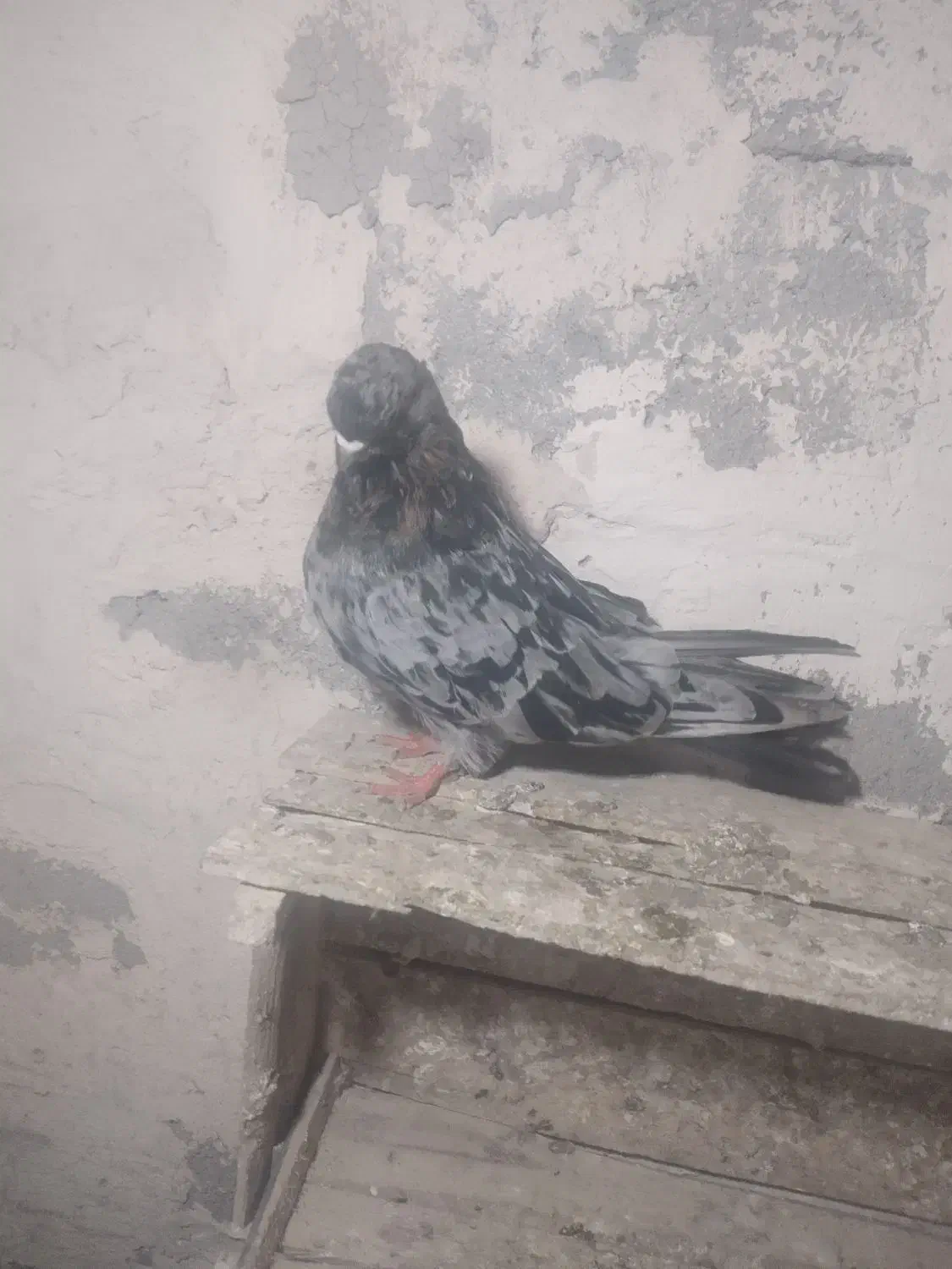 15عدد کفتر خوب|پرنده|میاندوآب, |دیوار