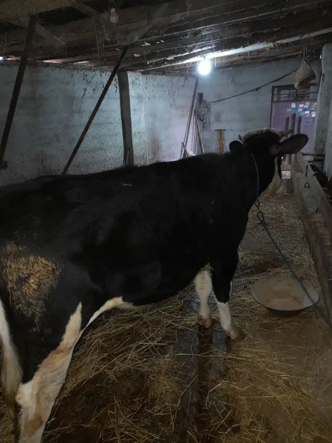 سیمنتال ۱۵ ماهه تلیسه|حیوانات مزرعه|رشت, پسیخان|دیوار