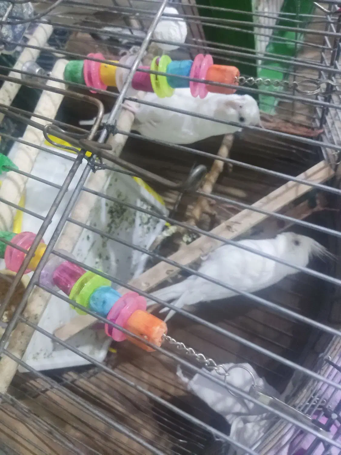 عروس هلندی نر و ماده البینو|پرنده|مهرگان, |دیوار