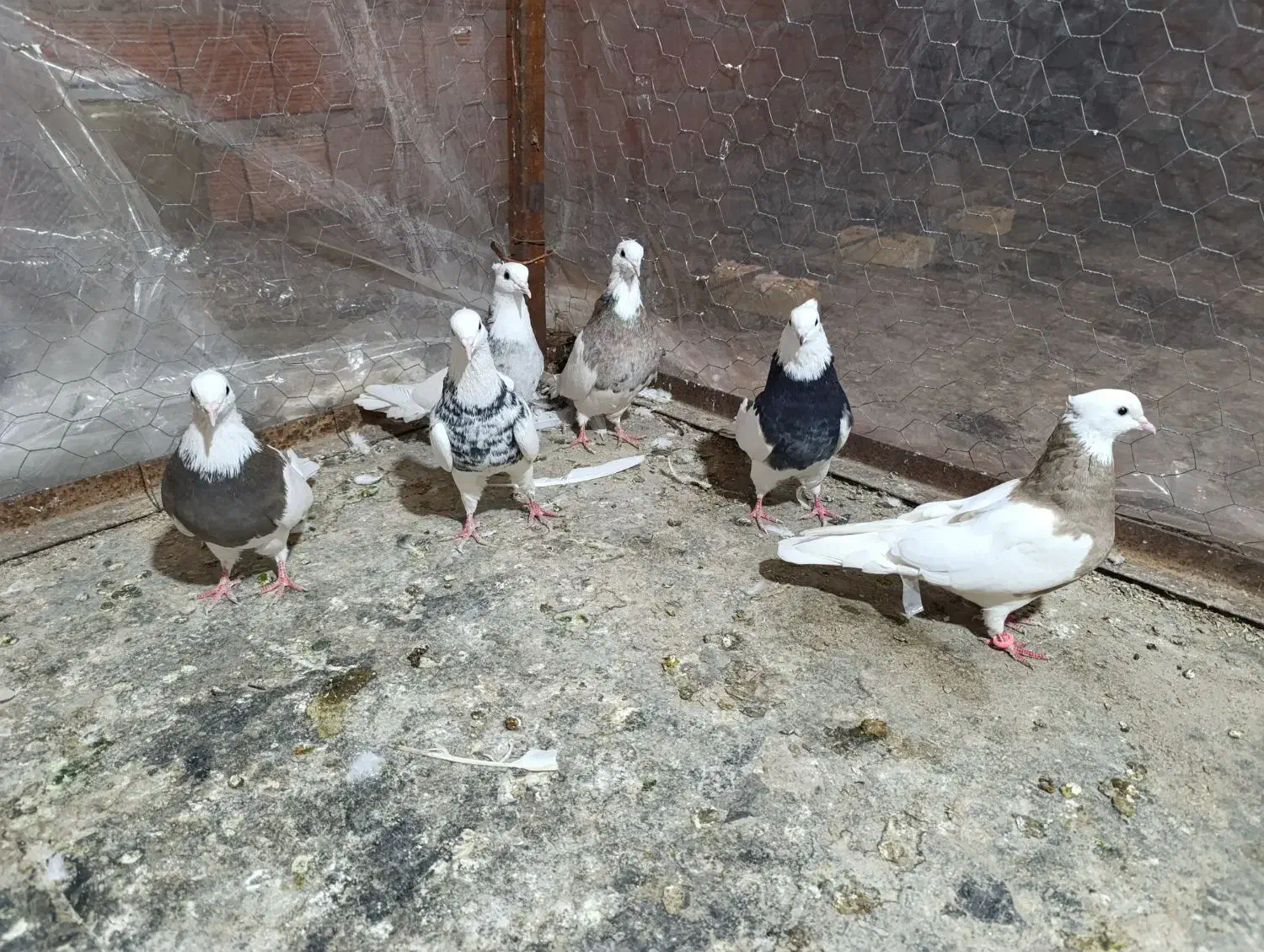 کبوتر طوقی|پرنده|مینودشت, |دیوار