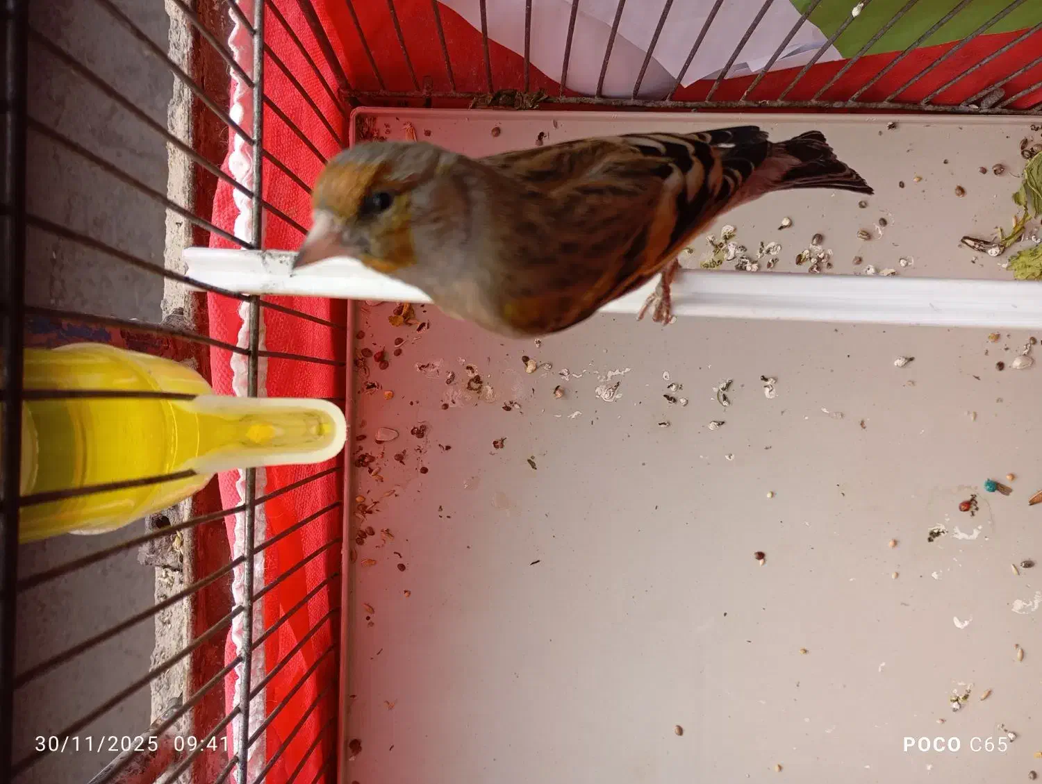 جوجه سهره قناری|پرنده|کرمانشاه, |دیوار