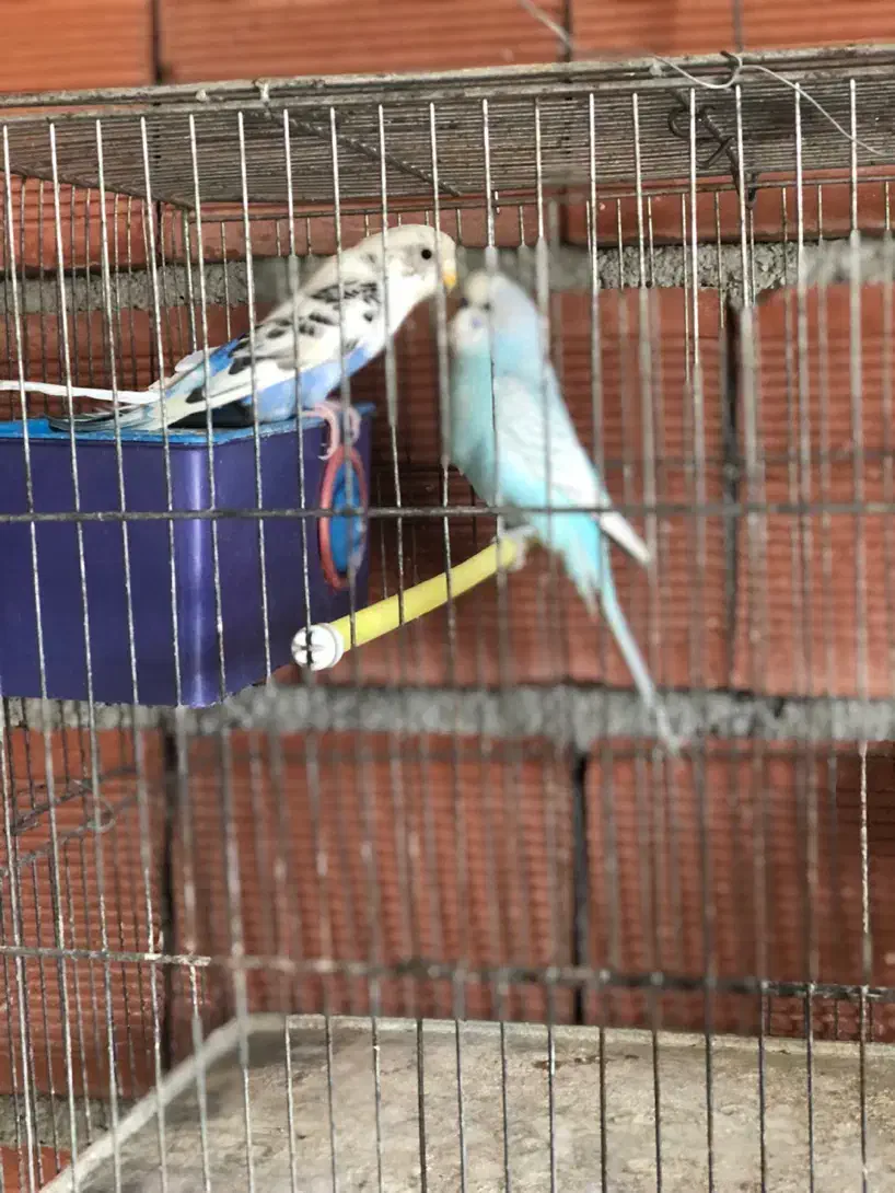 مرغ عشق مولد|پرنده|آستارا, |دیوار