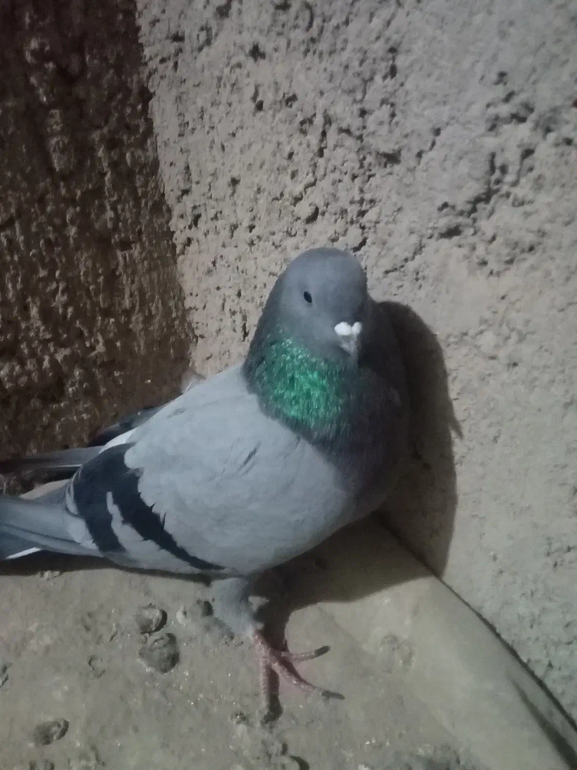 نرسبزگرفتنی|پرنده|نیمروز, |دیوار