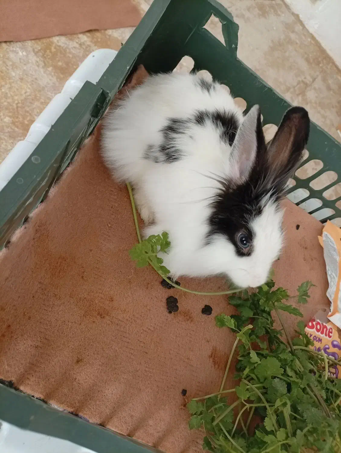 خرگوش نرمینیاتوری|موش و خرگوش|مهاباد (آذربایجان غربی), |دیوار