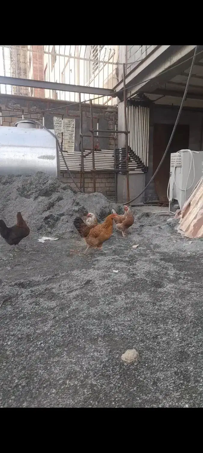 مرغ و خروس|حیوانات مزرعه|کرمانشاه, |دیوار