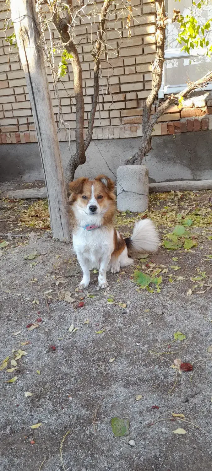 سگ پاکوتا گمشده|حیوانات|گوگان, |دیوار