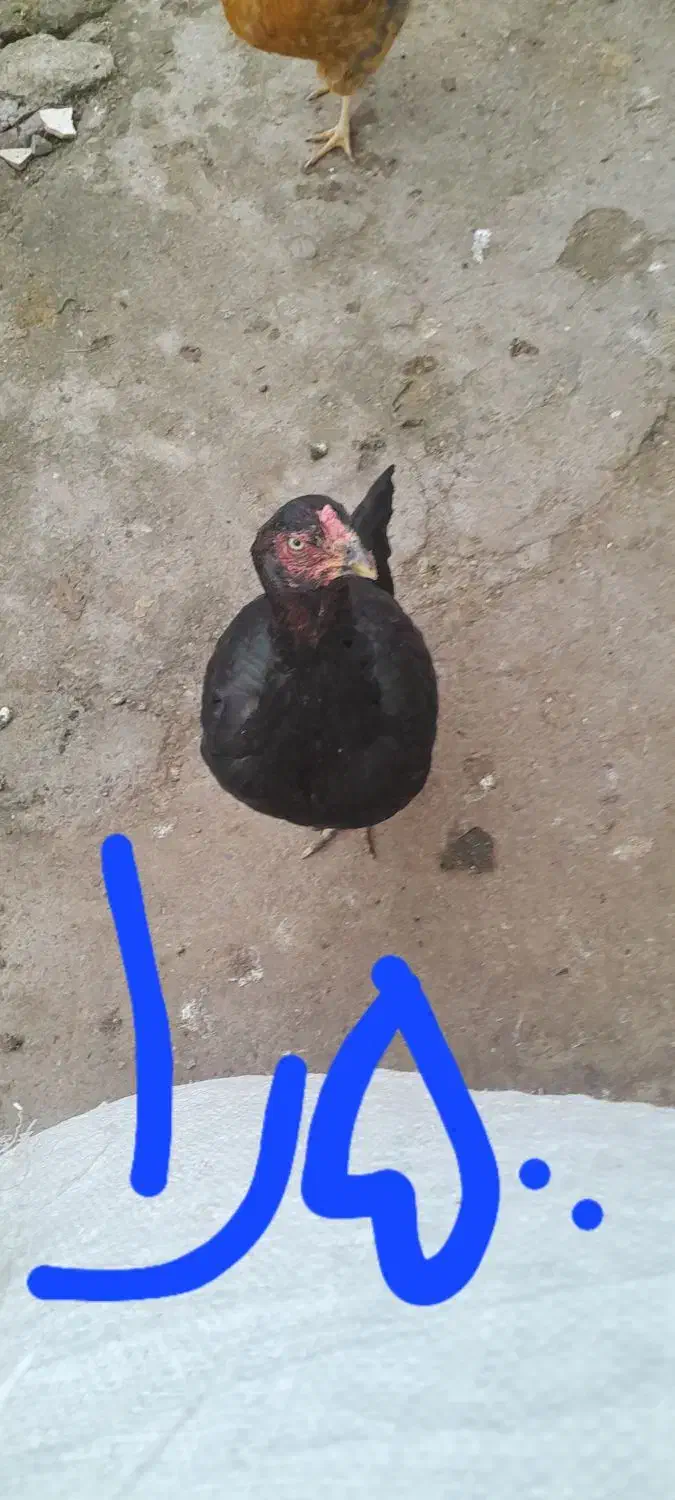 خروس لاری اصیل و۲ تا مرغ لاری اصیل وزن بالا فروشی|حیوانات مزرعه|لاهیجان, لیالستان|دیوار