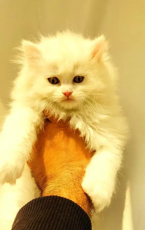 گربه های پرشین|گربه|تبریز, |دیوار