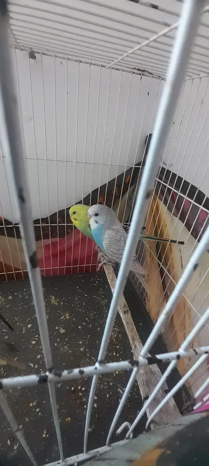 جفت مرغ عشق|پرنده|چناران, |دیوار