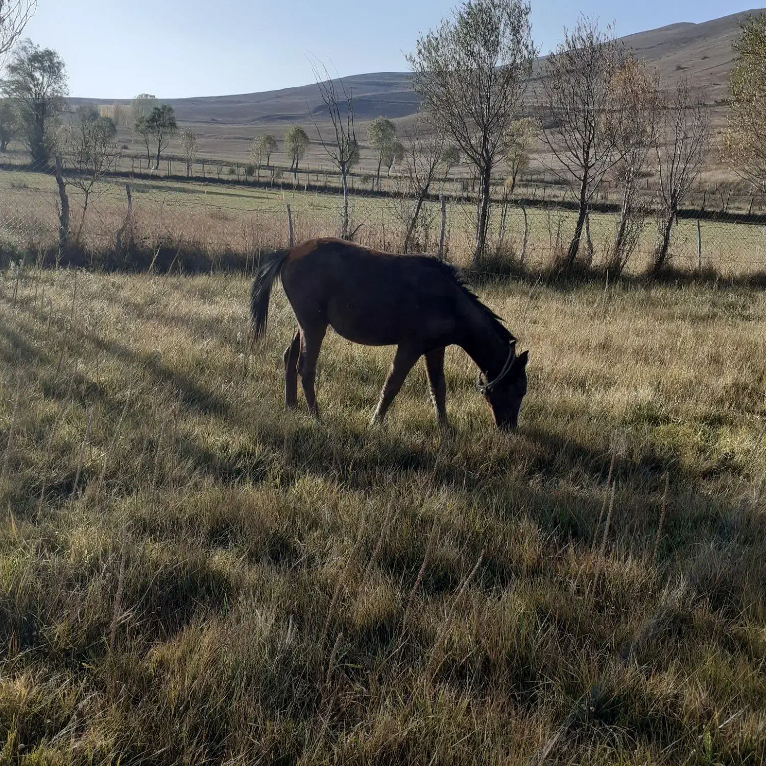 کره اسب ماده۶ماهه|اسب و تجهیزات اسب‌سواری|اردبیل, |دیوار