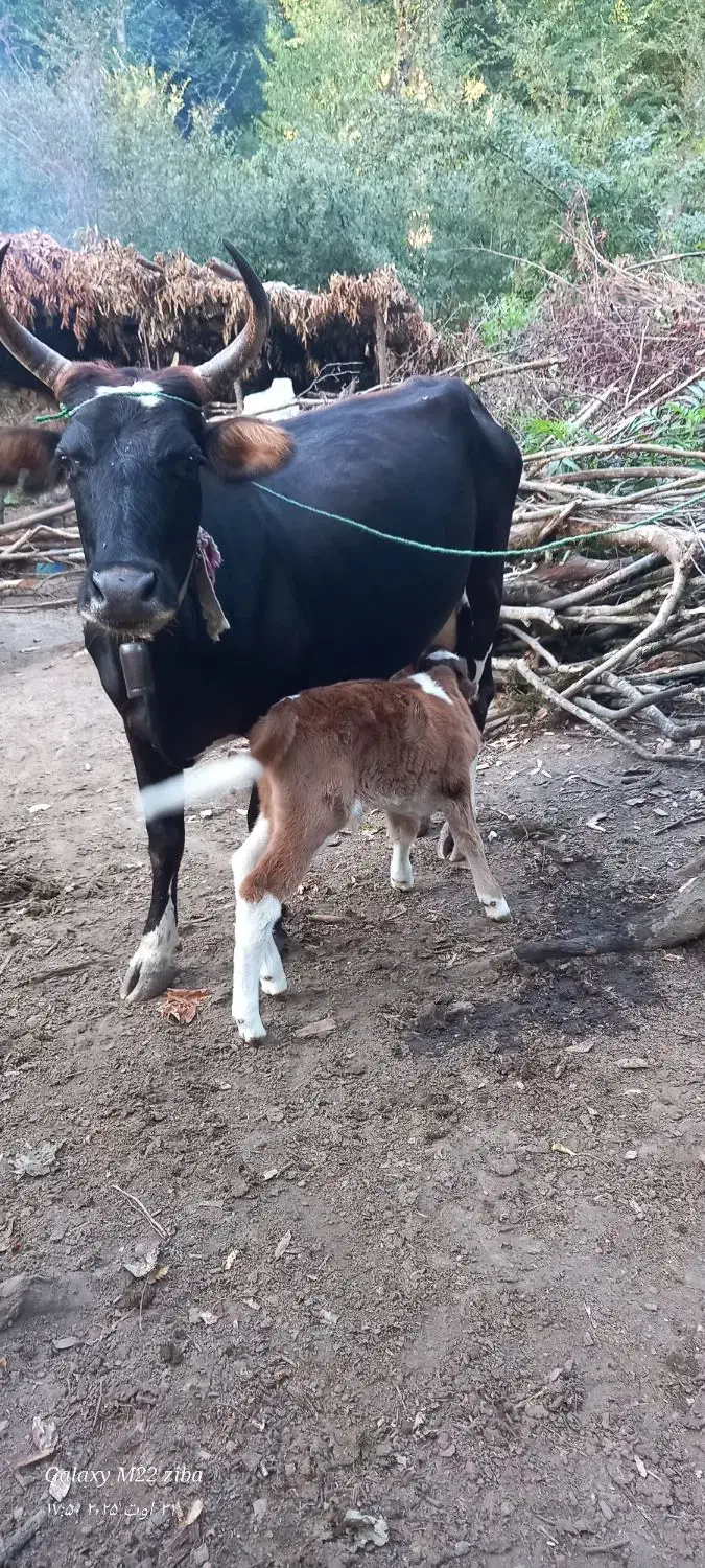 گاوجنگلی اصیل بانرگوساله 4ماهه و2ماه آبست|حیوانات مزرعه|رامیان, |دیوار