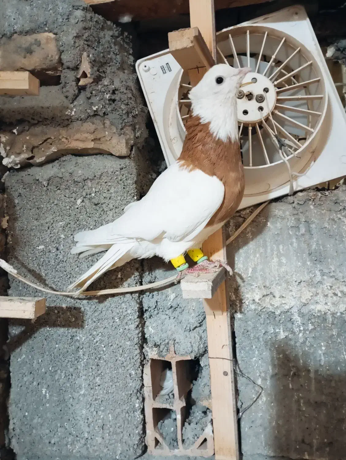 کبوتر رنگی بوم|پرنده|مشهد, چهاربرج|دیوار